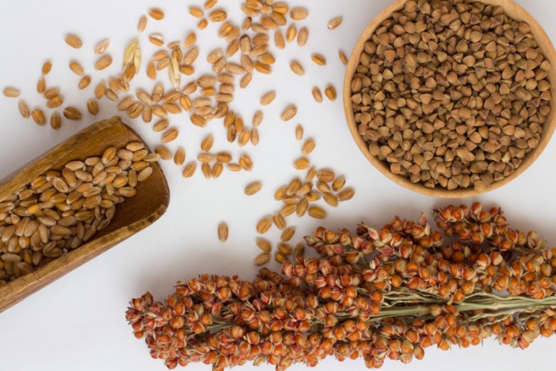 Sorghum