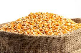 Yellow Maize